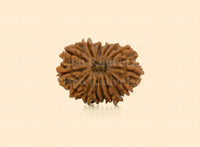 16 Mukhi (Regular) Rudraksha