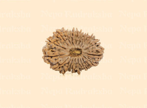 19 Mukhi (Medium) Rudraksha