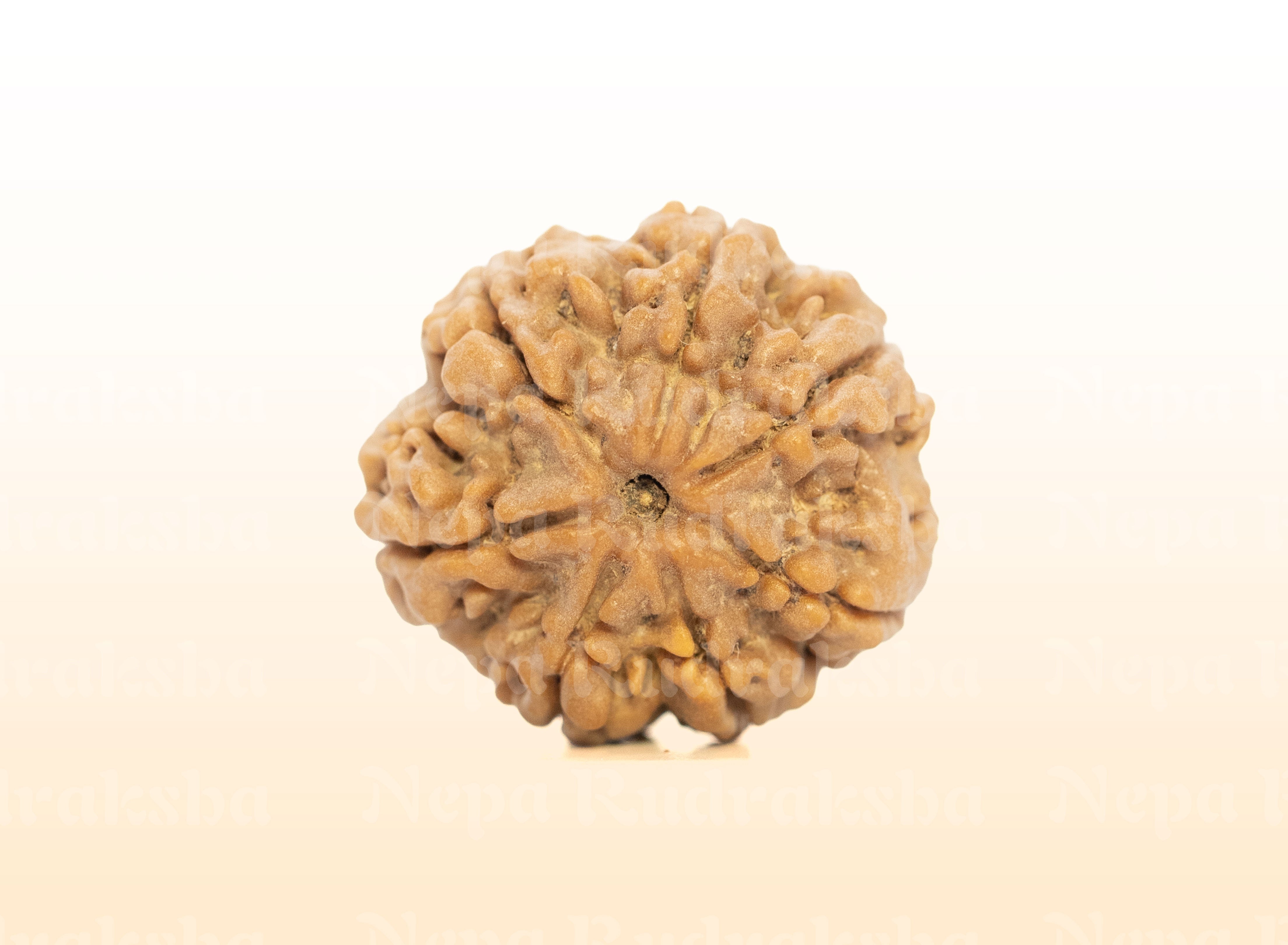 7 Mukhi (Medium) Rudraksha