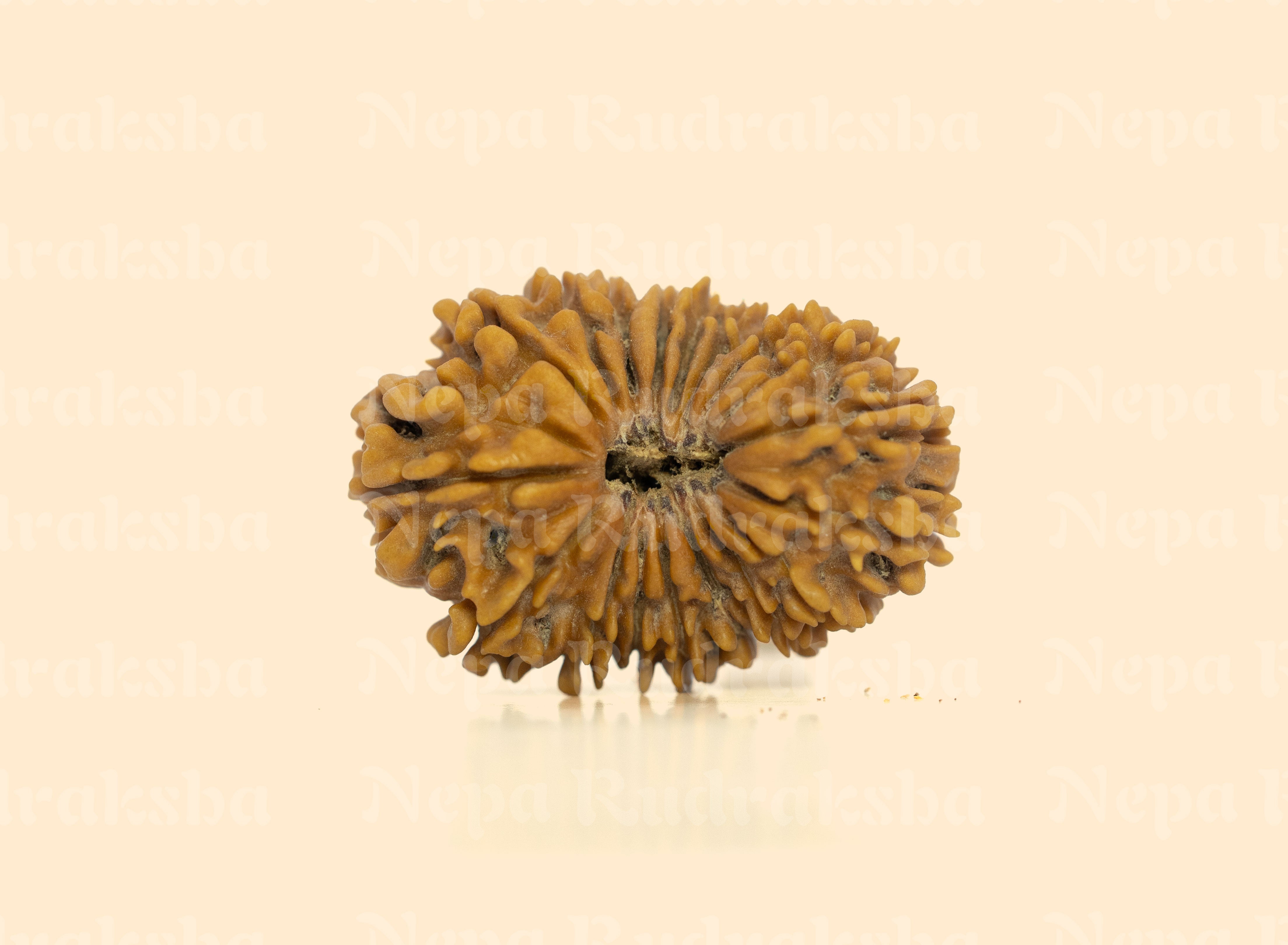 18 Mukhi (Medium) Rudraksha