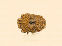 18 Mukhi (Medium) Rudraksha