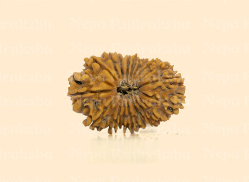 18 Mukhi (Medium) Rudraksha
