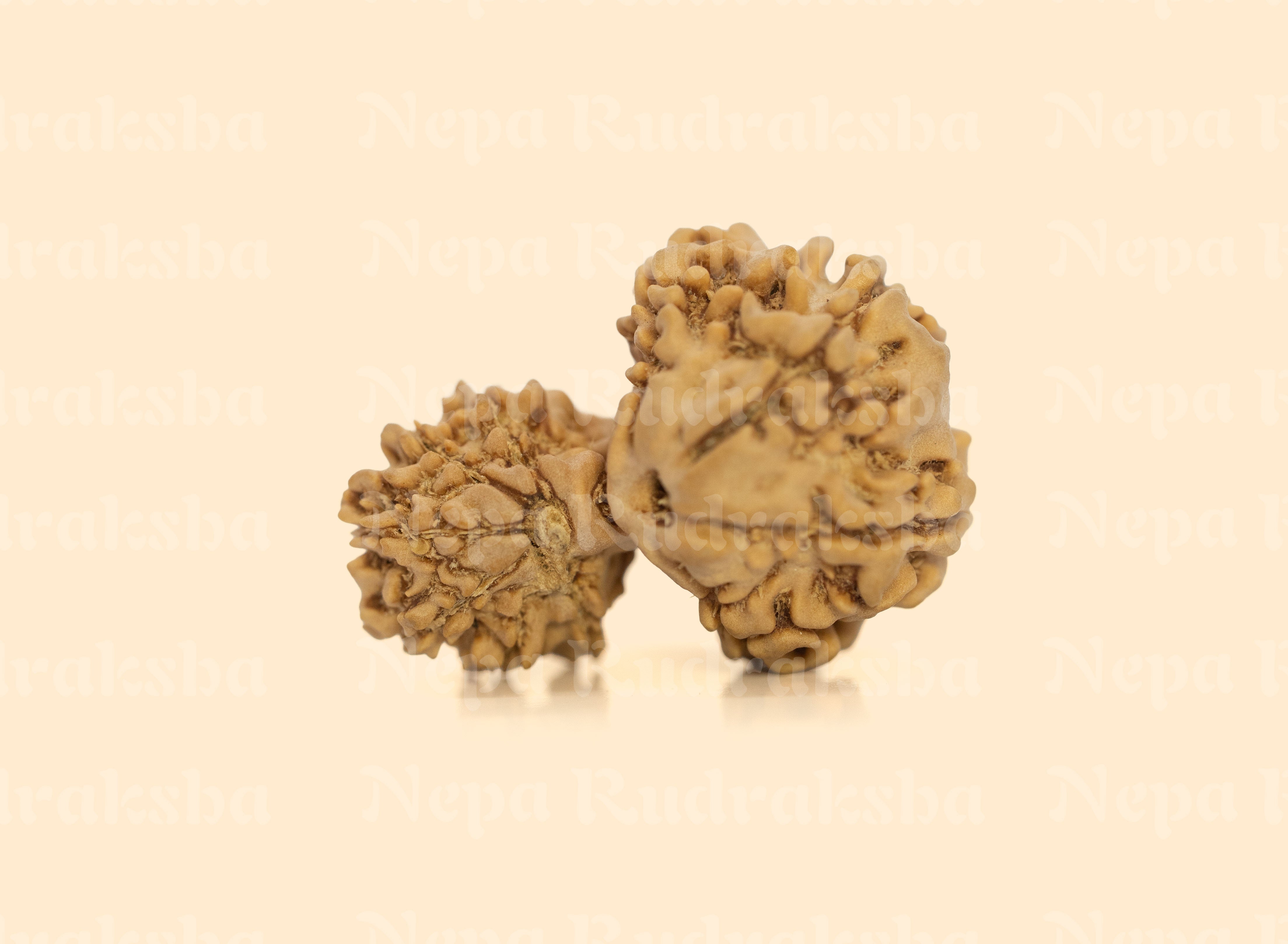 Garbha Gauri Rudraksha
