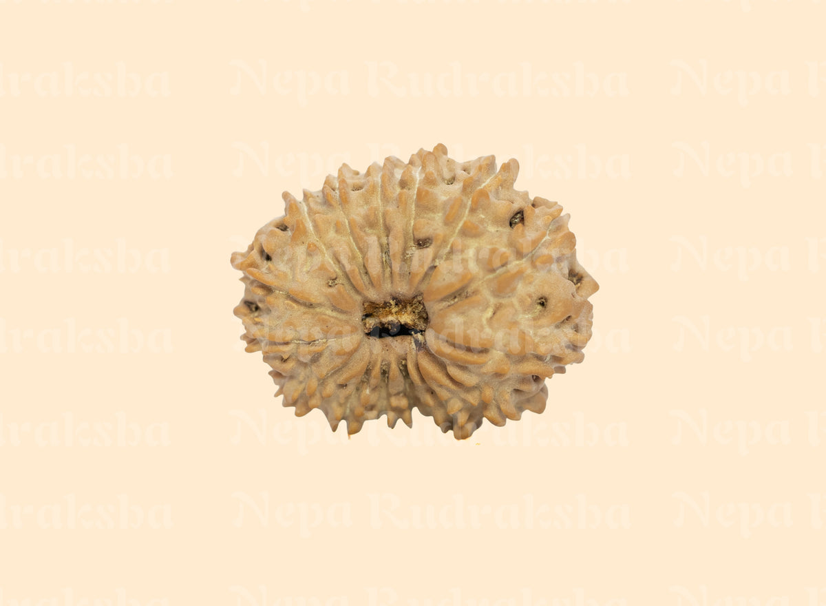 15 Mukhi (Regular)