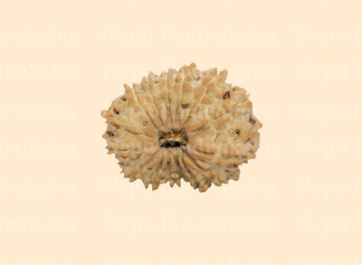 15 Mukhi (Regular)