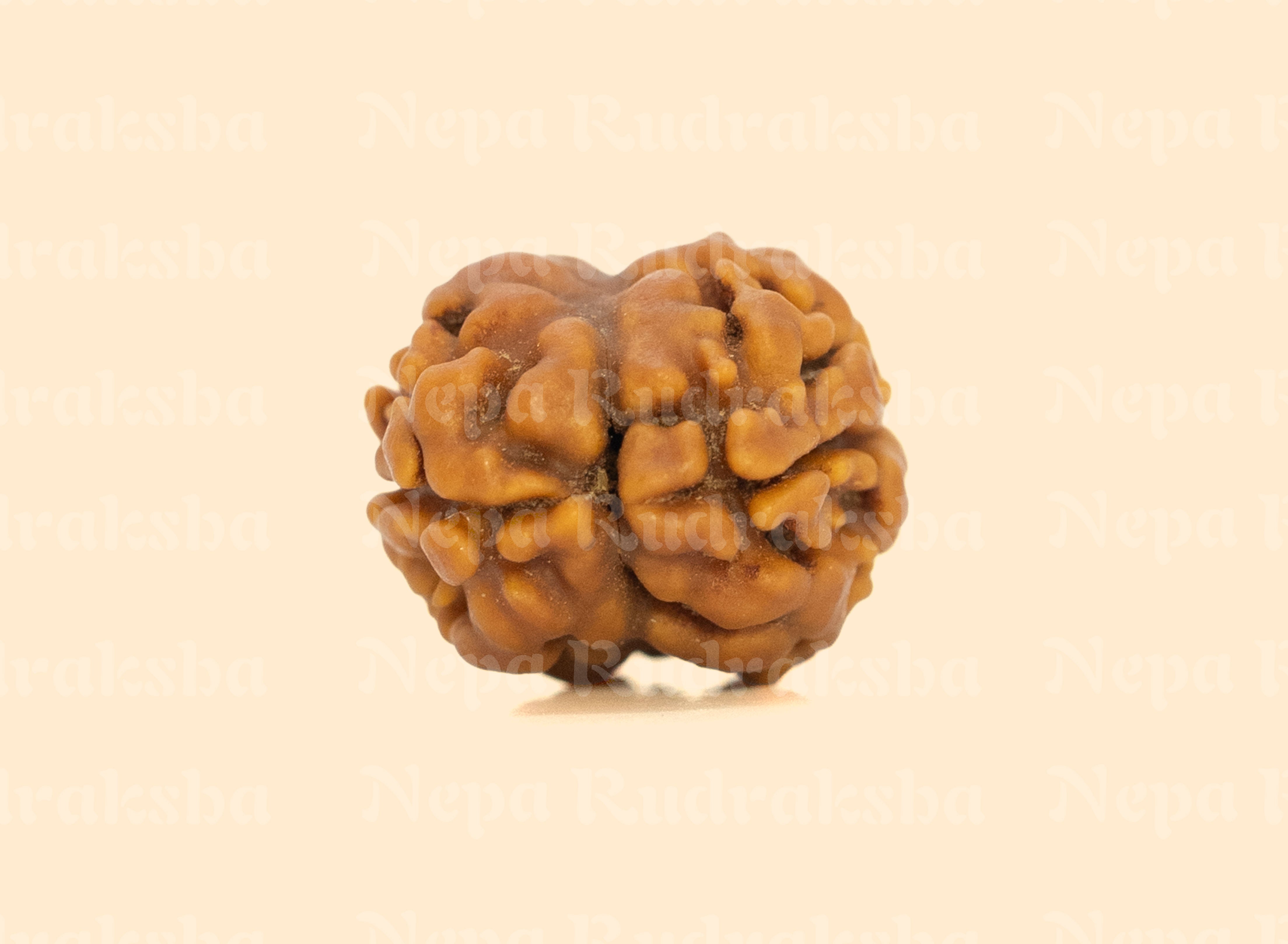 2 Mukhi (Regular) Rudraksha