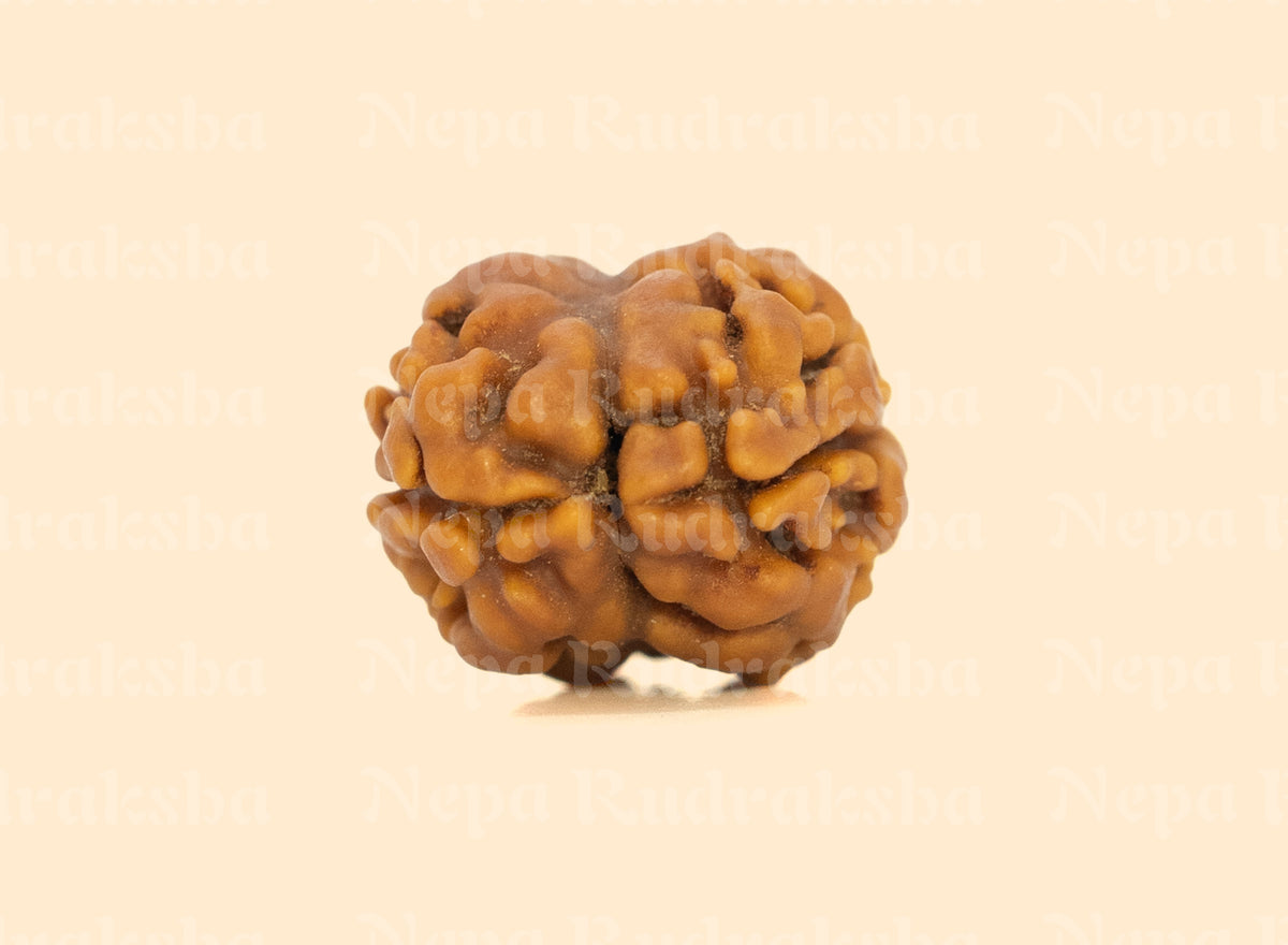 2 Mukhi (Regular) Rudraksha