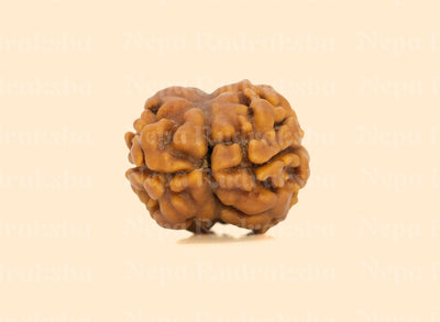2 Mukhi (Regular) Rudraksha