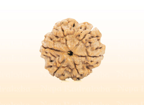 6 Mukhi (Medium) Rudraksha