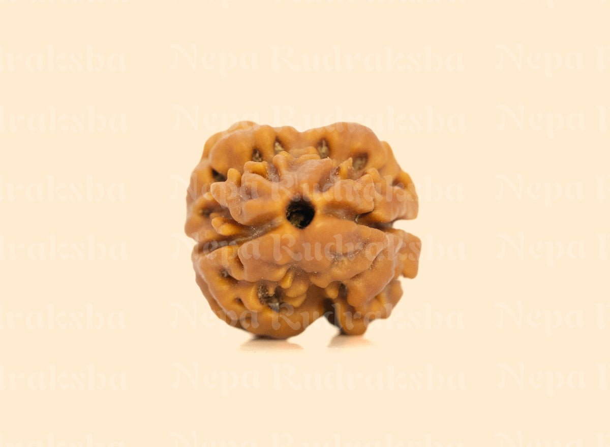 2 Mukhi Rudraksha