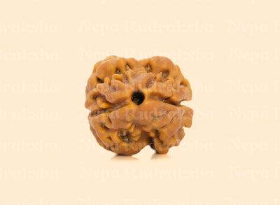2 Mukhi Rudraksha