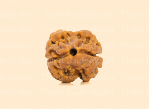 2 Mukhi (Medium) Rudraksha
