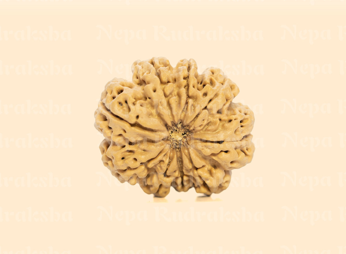 9 Mukhi (Super Collector) Rudraksha