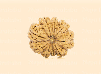 9 Mukhi (Super Collector) Rudraksha