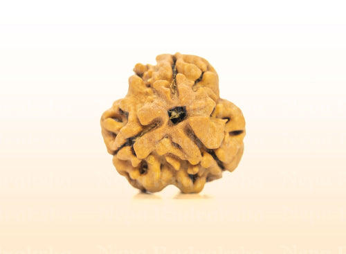 3 Mukhi (Medium) Rudraksha