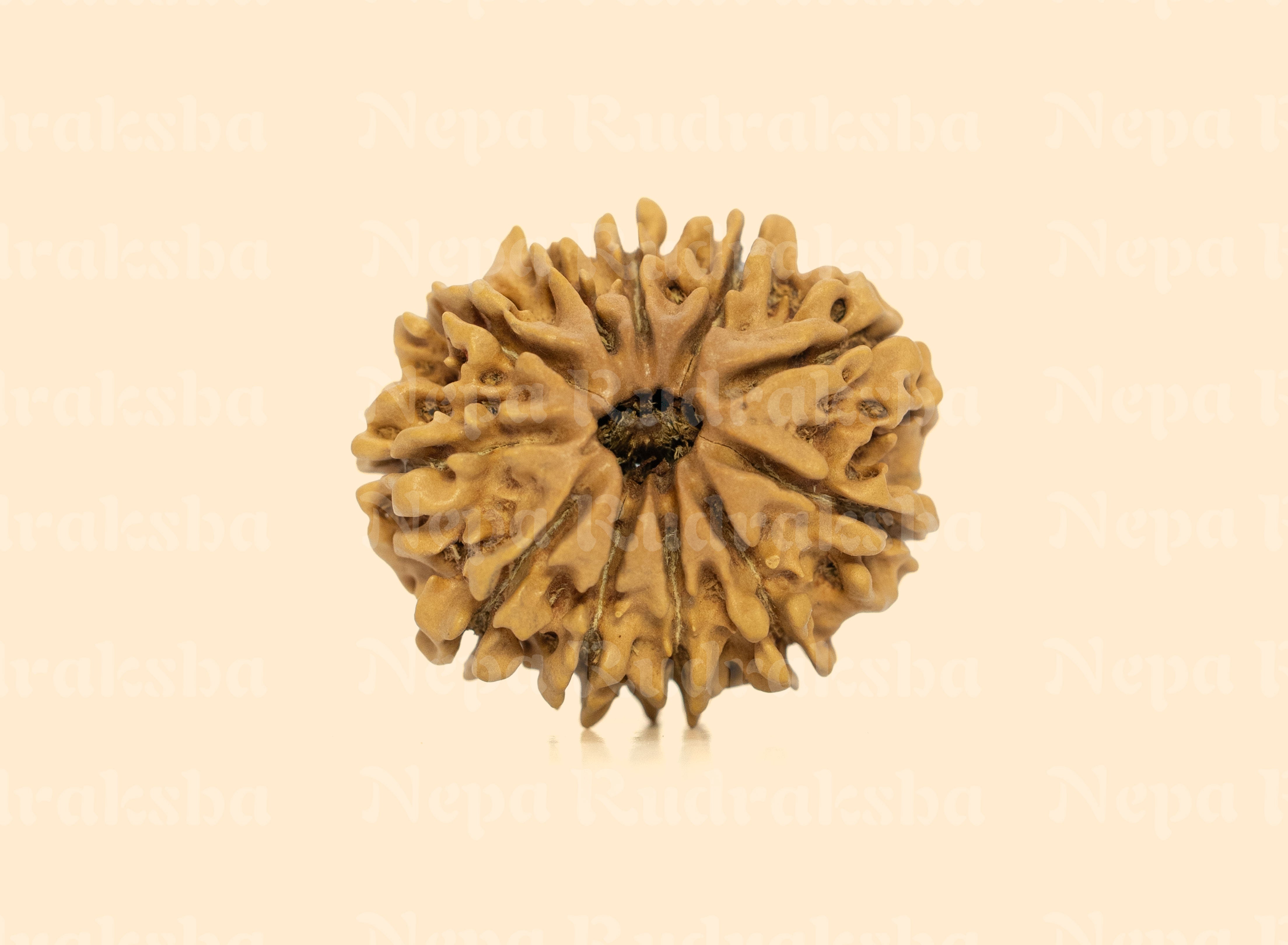 11 Mukhi (Regular) Rudraksha