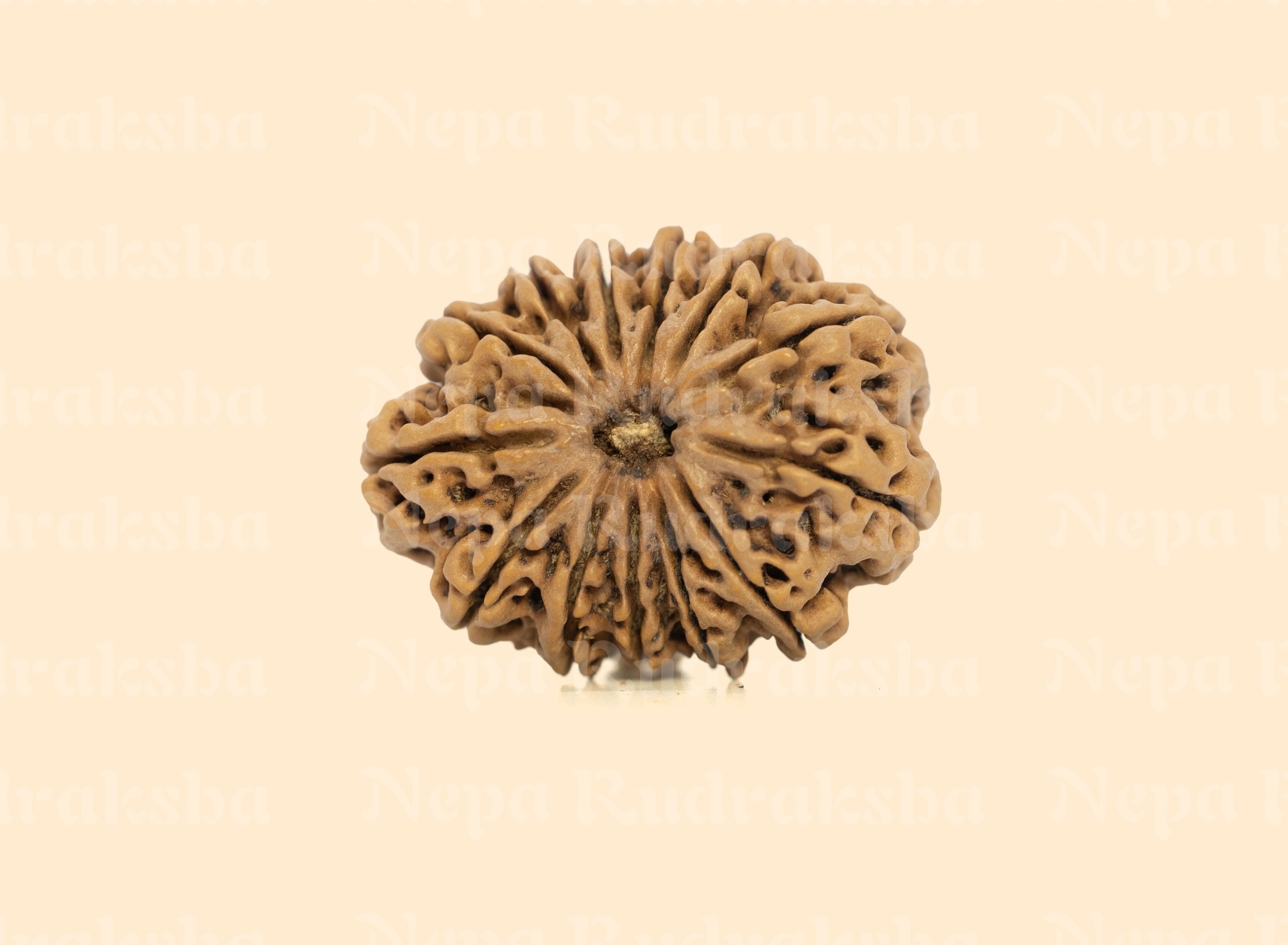 13 Mukhi (Super Collector) Rudraksha