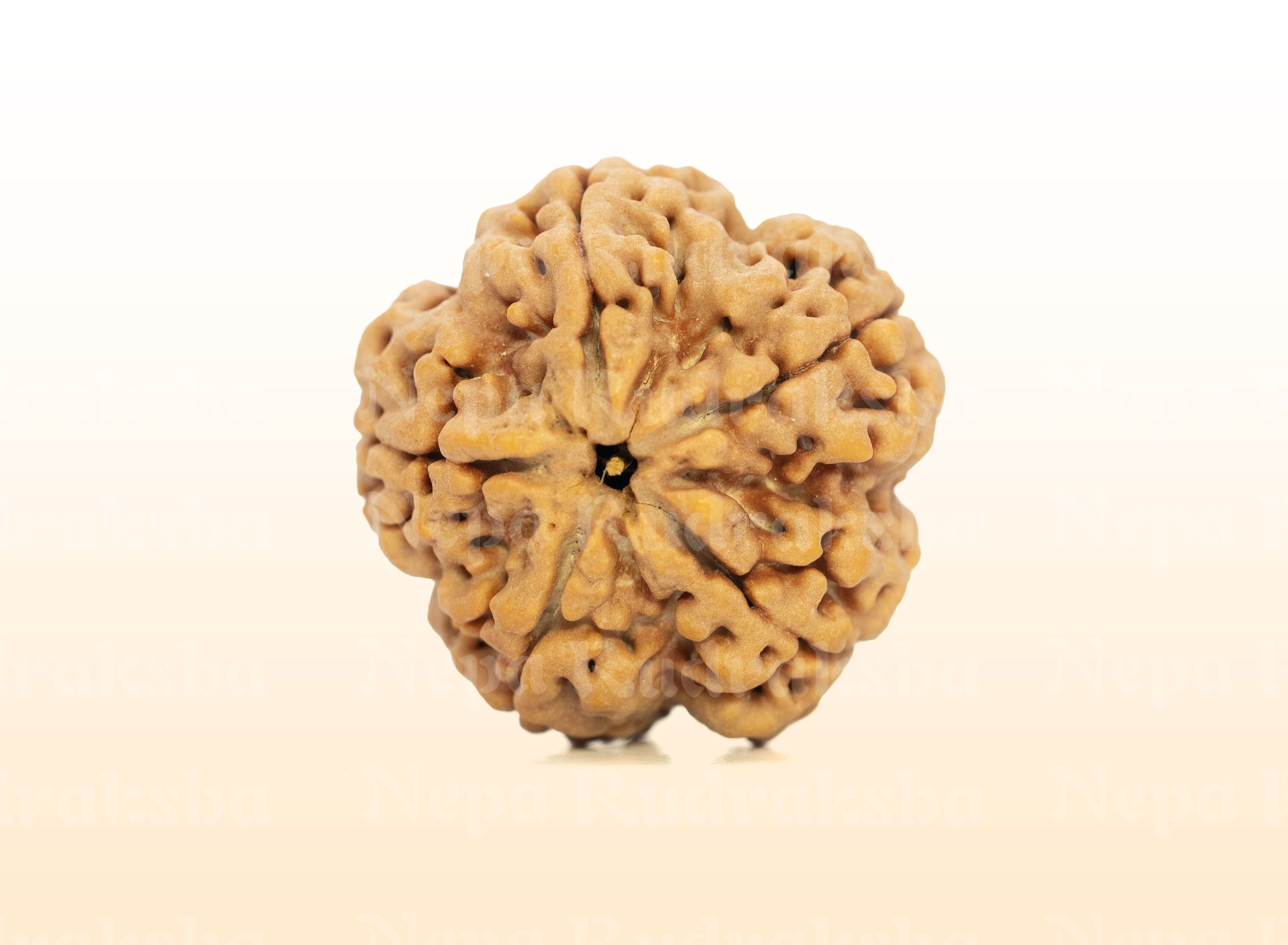 5 Mukhi (Super Collector) Rudraksha