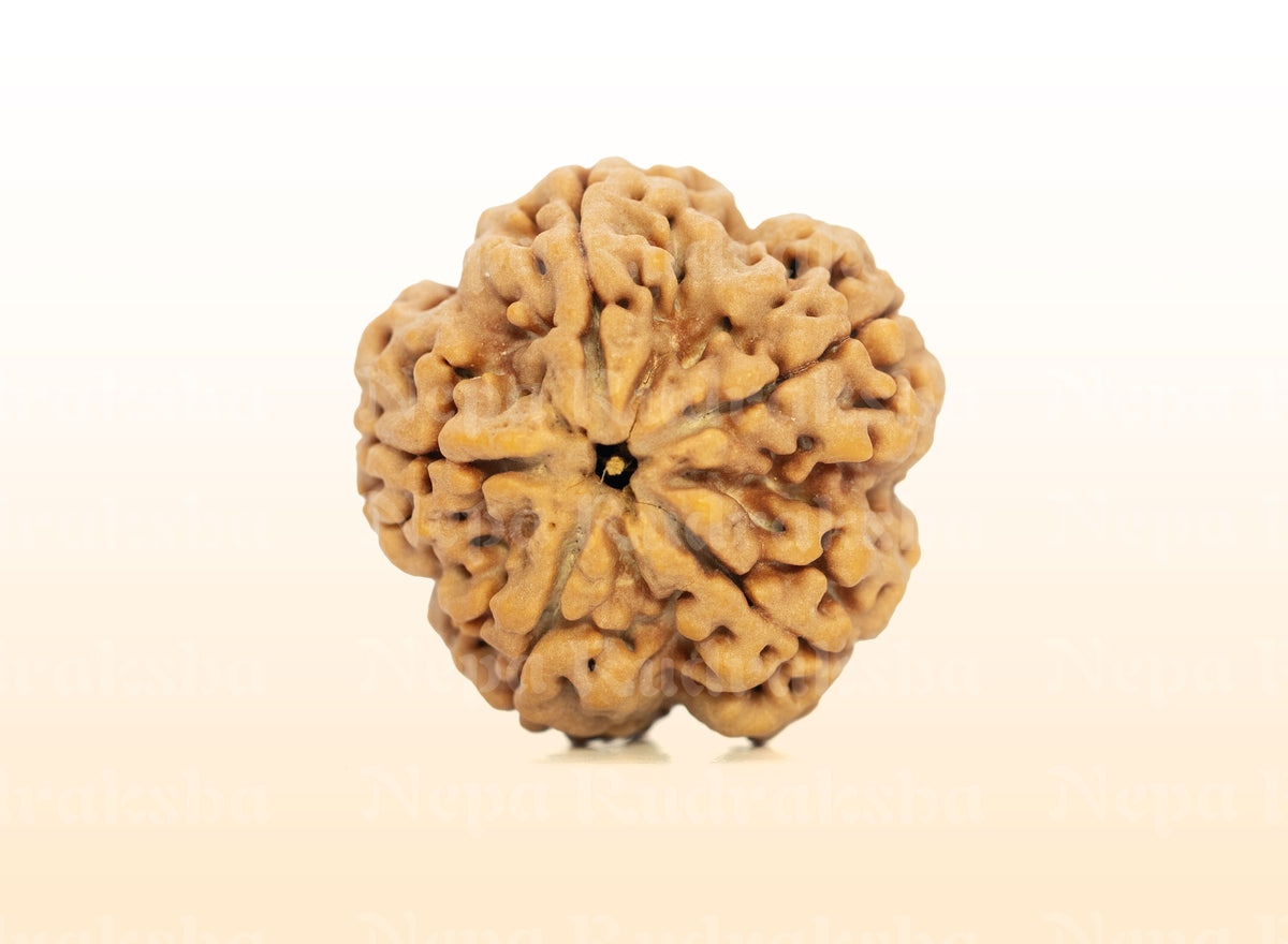 5 Mukhi (Super Collector) Rudraksha