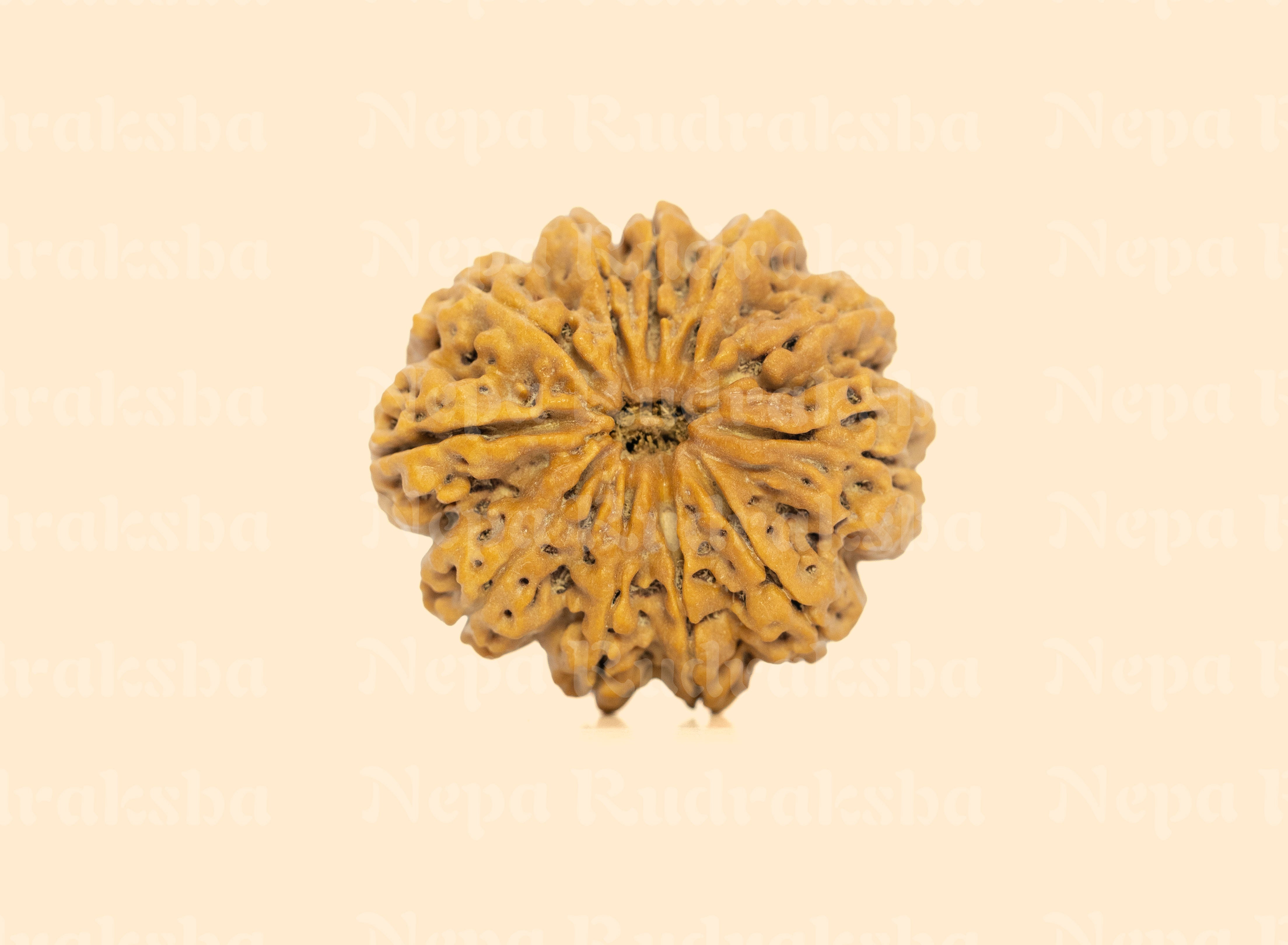 11 Mukhi (Super Collector) Rudraksha