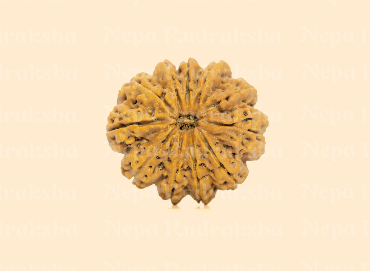 11 Mukhi (Super Collector) Rudraksha