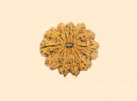 11 Mukhi (Super Collector) Rudraksha