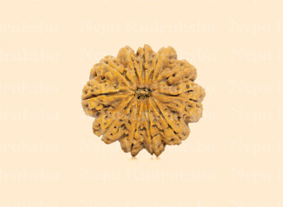11 Mukhi (Super Collector) Rudraksha