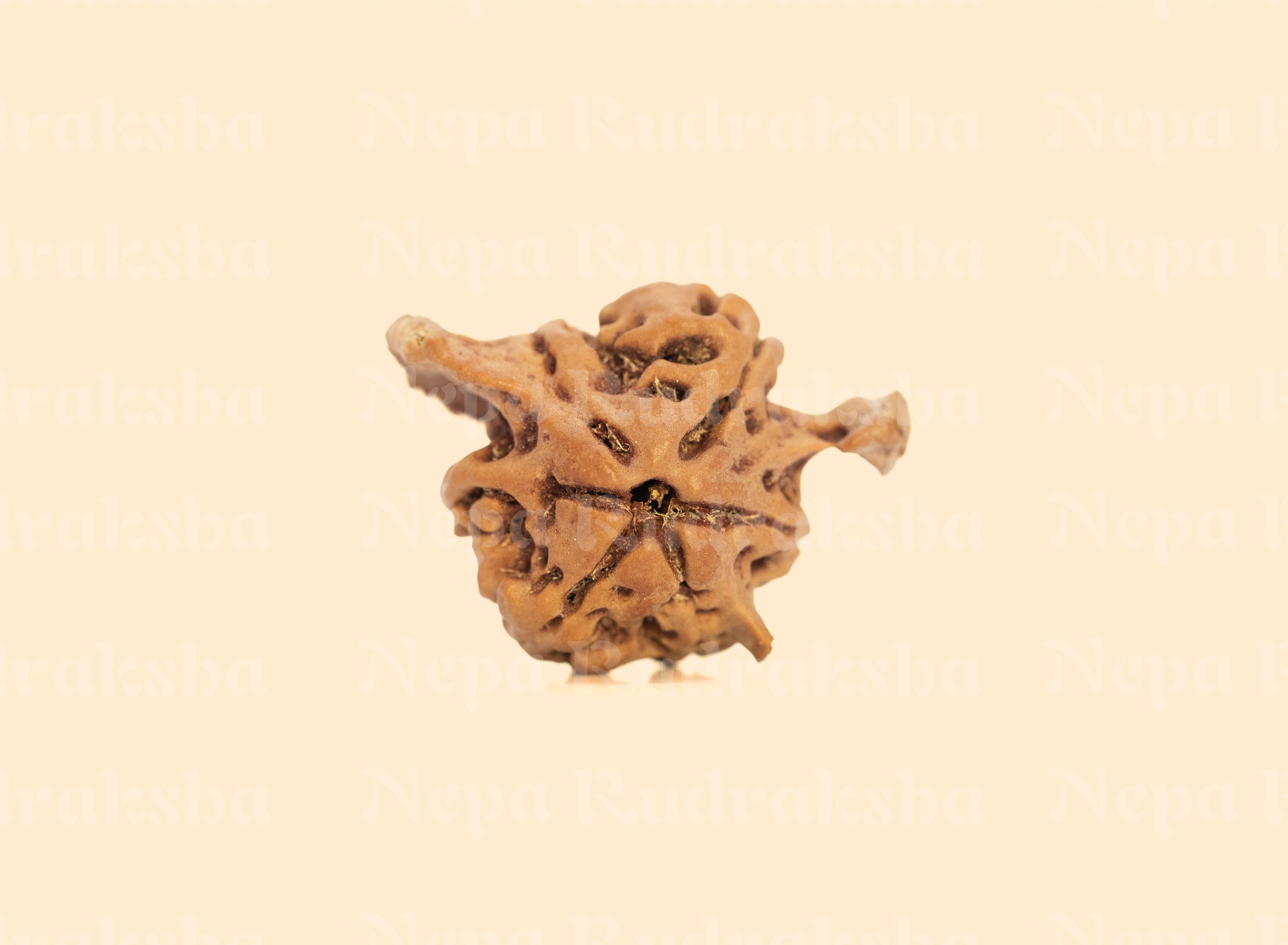 Nandi Rudraksha