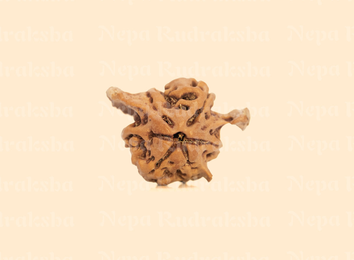 Nandi Rudraksha