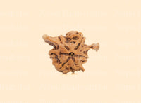 Nandi Rudraksha