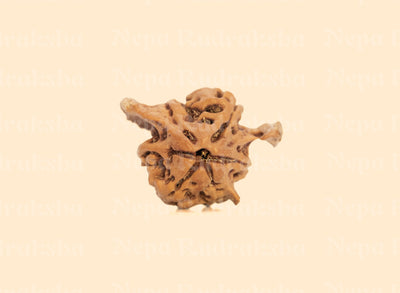Nandi Rudraksha