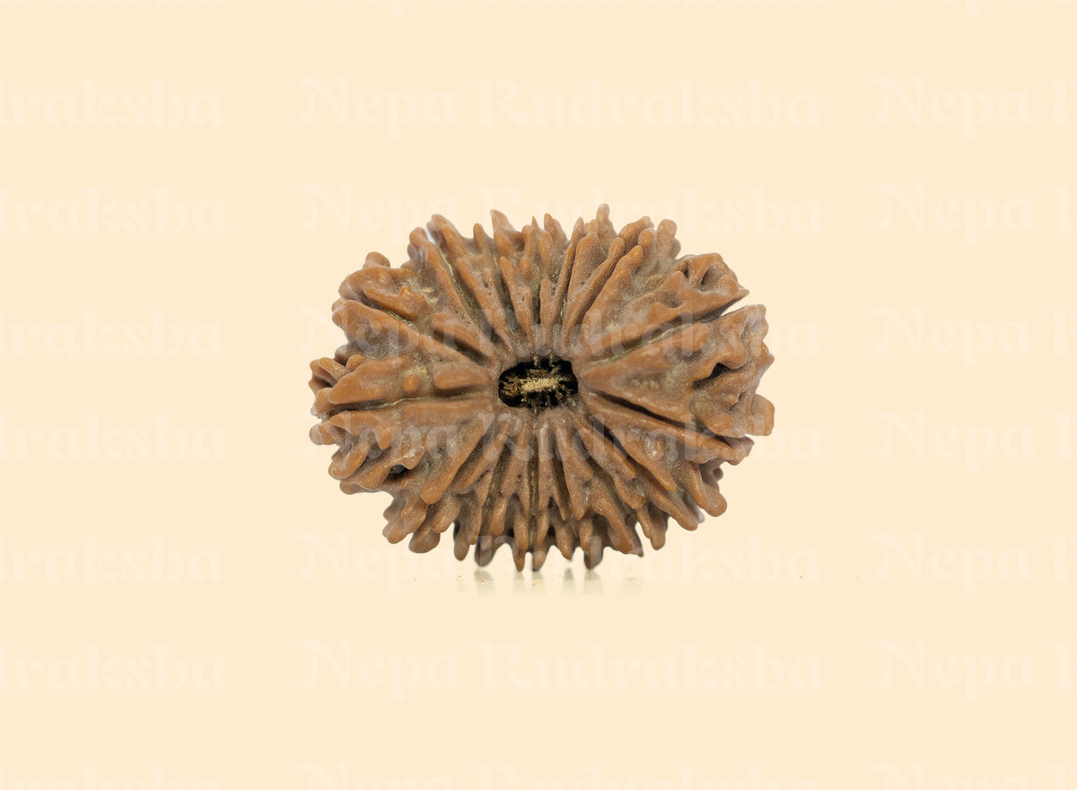 15 Mukhi (Medium) Rudraksha