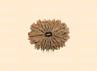 15 Mukhi (Medium) Rudraksha