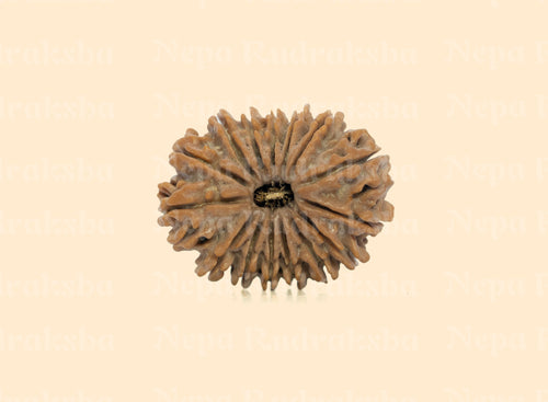 15 Mukhi (Medium) Rudraksha