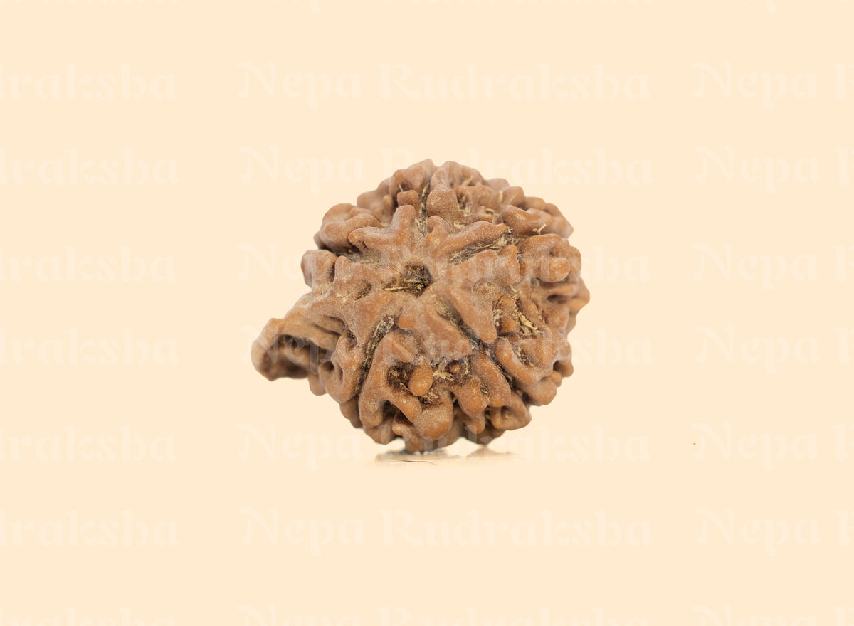 Ganesh Rudraksha