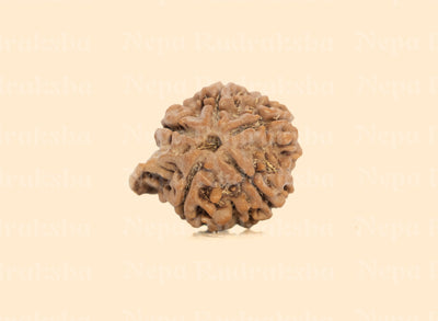 Ganesh Rudraksha