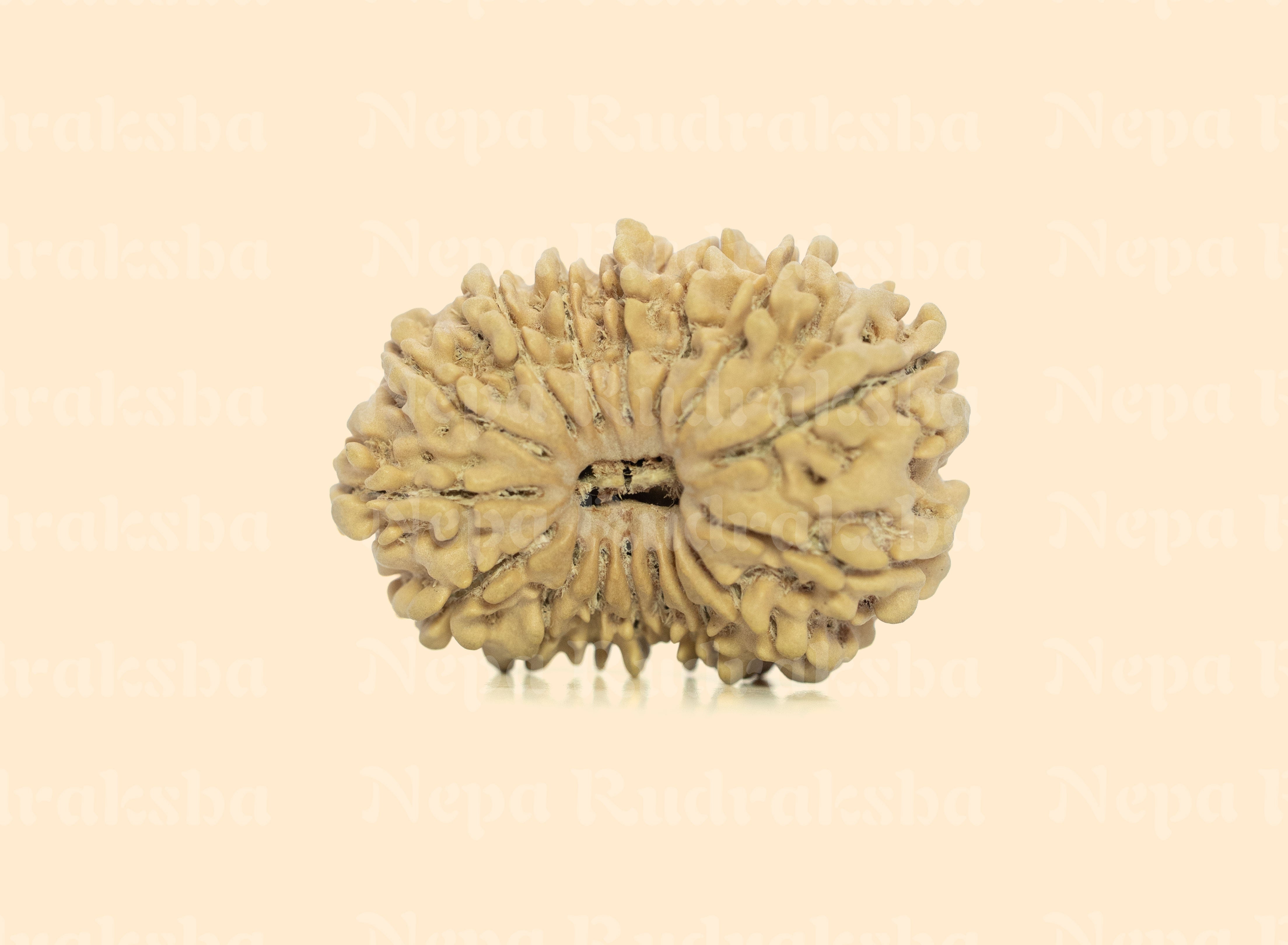 16 Mukhi (Medium) Rudraksha