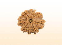 8 Mukhi (Collector) Rudraksha