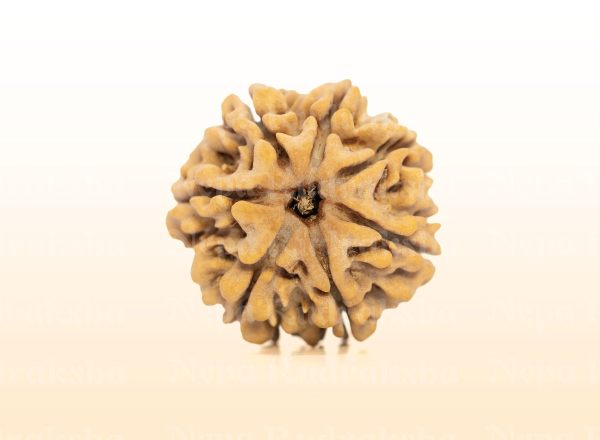 7 Mukhi (Super Collector) Rudraksha
