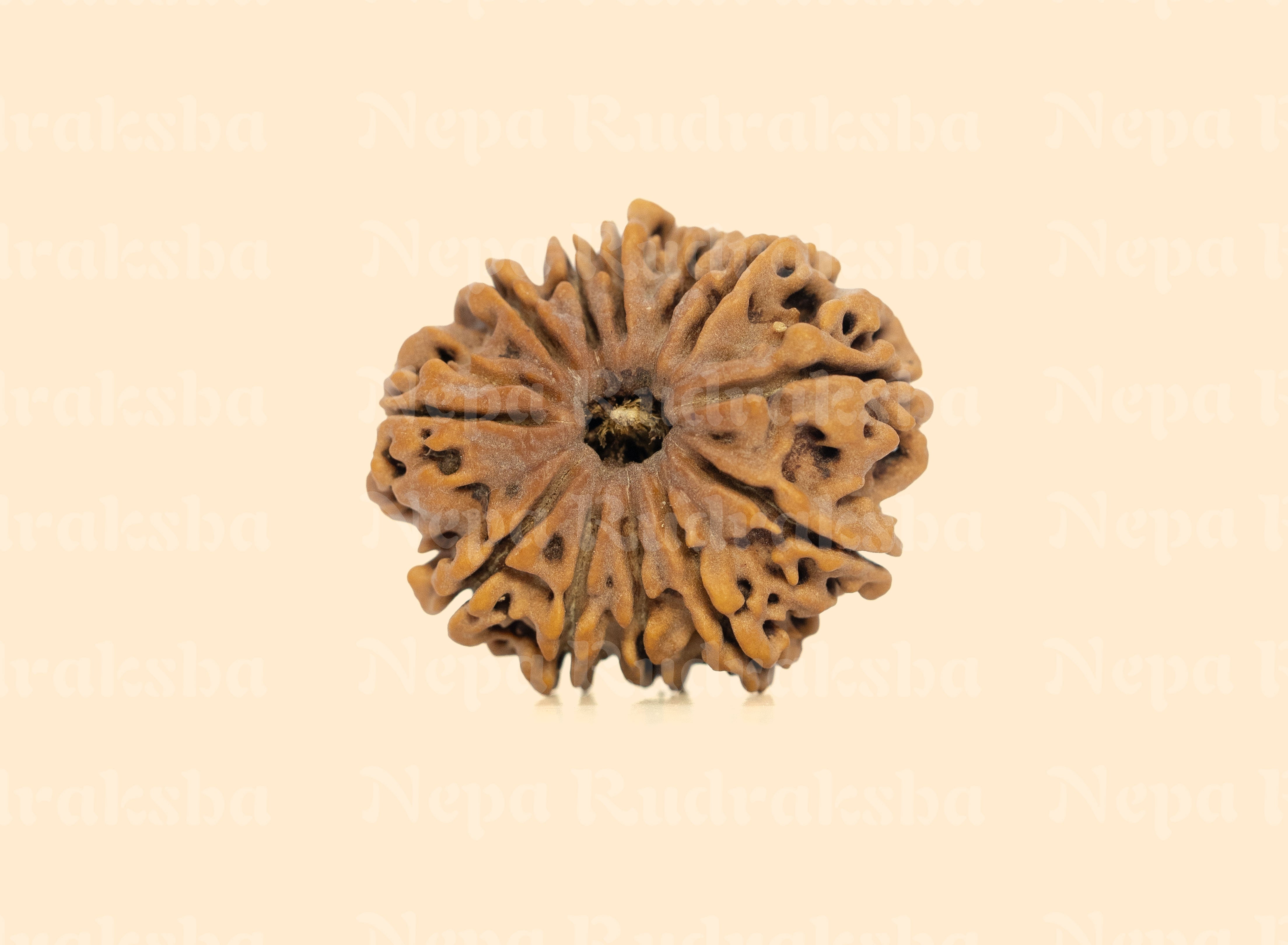 12 Mukhi (Medium) Rudraksha