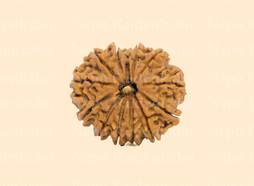 13 Mukhi (Medium) Rudraksha