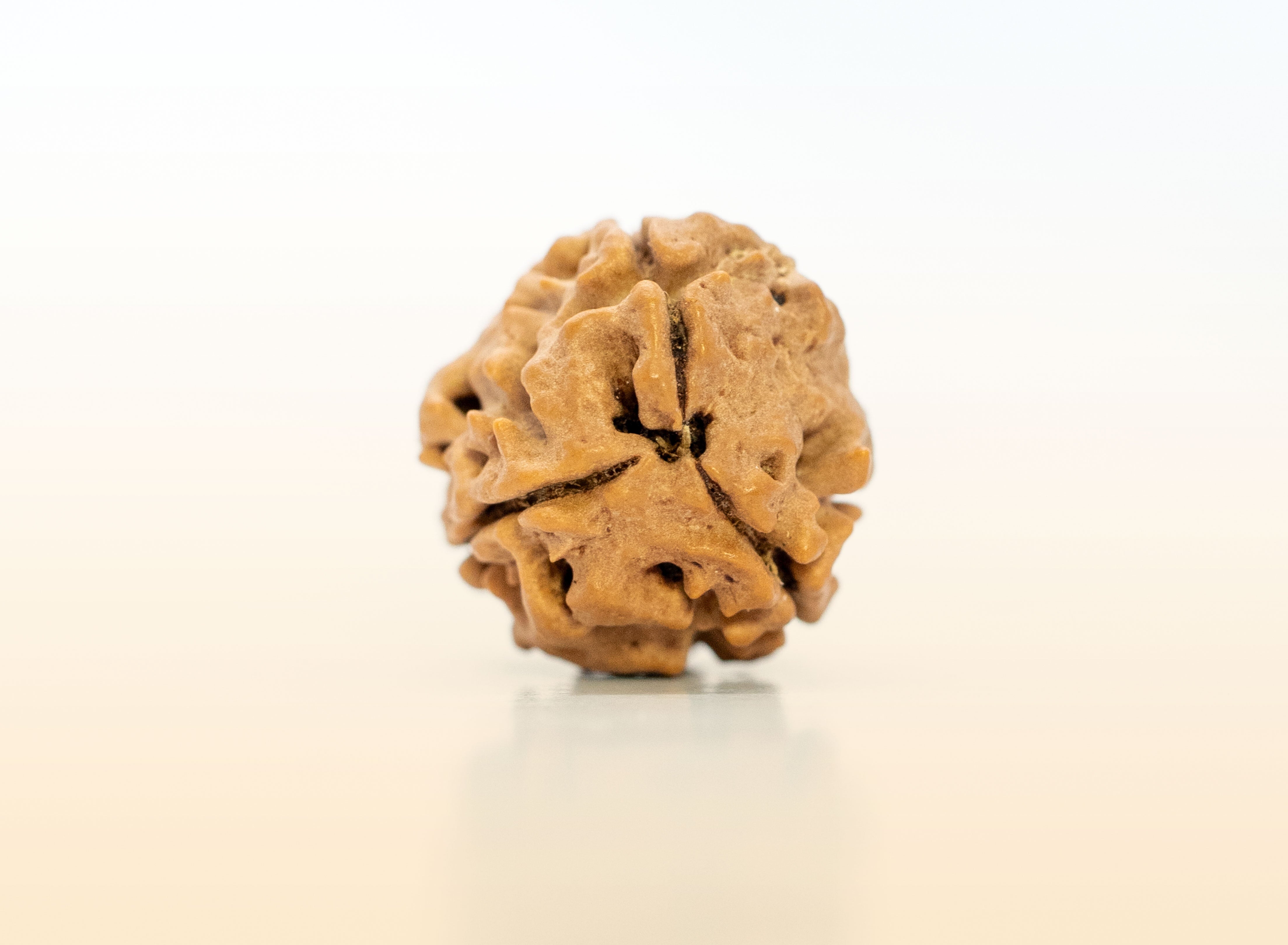 3 Mukhi (Regular) Rudraksha