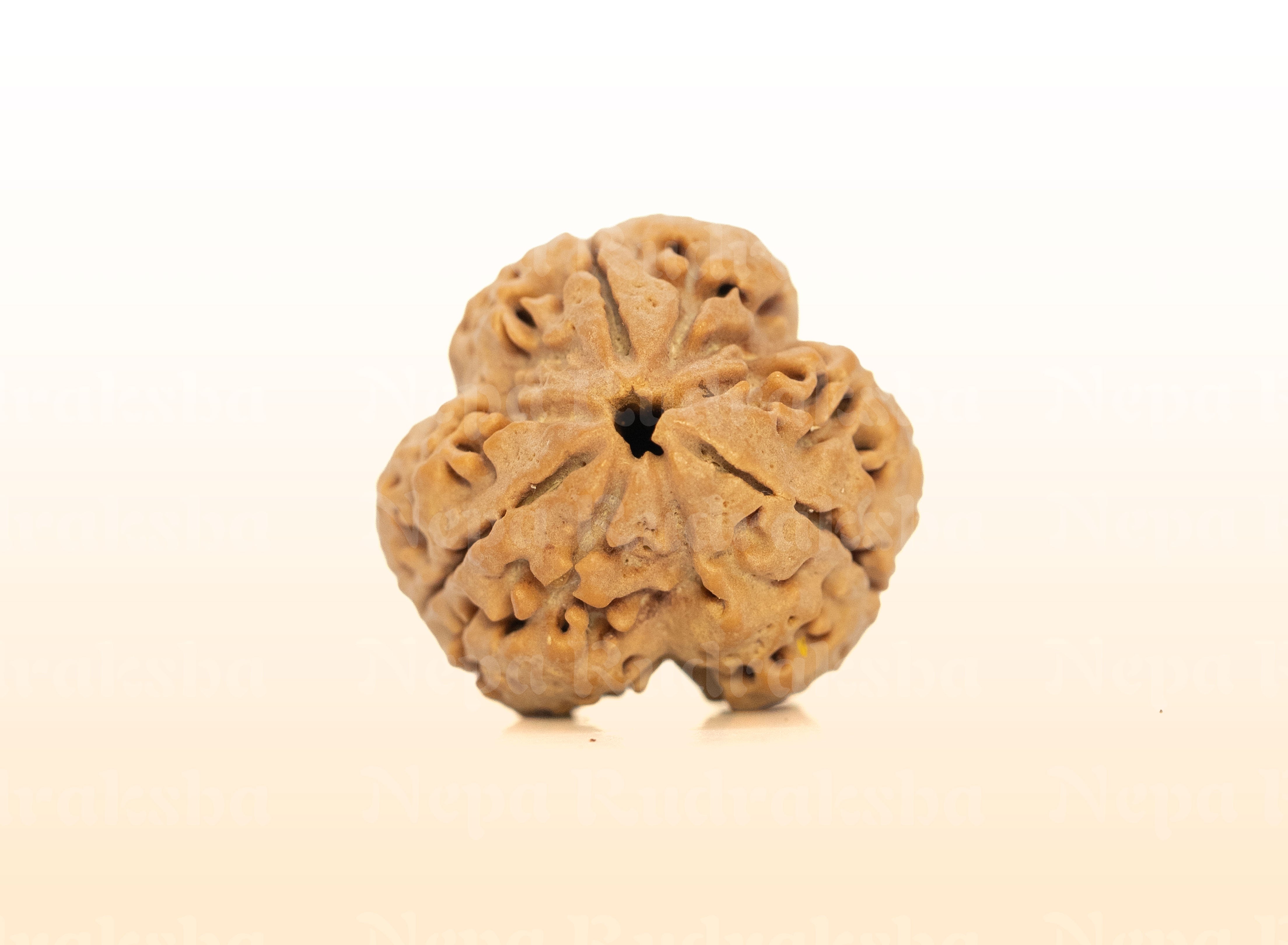 3 Mukhi (Collector) Rudraksha