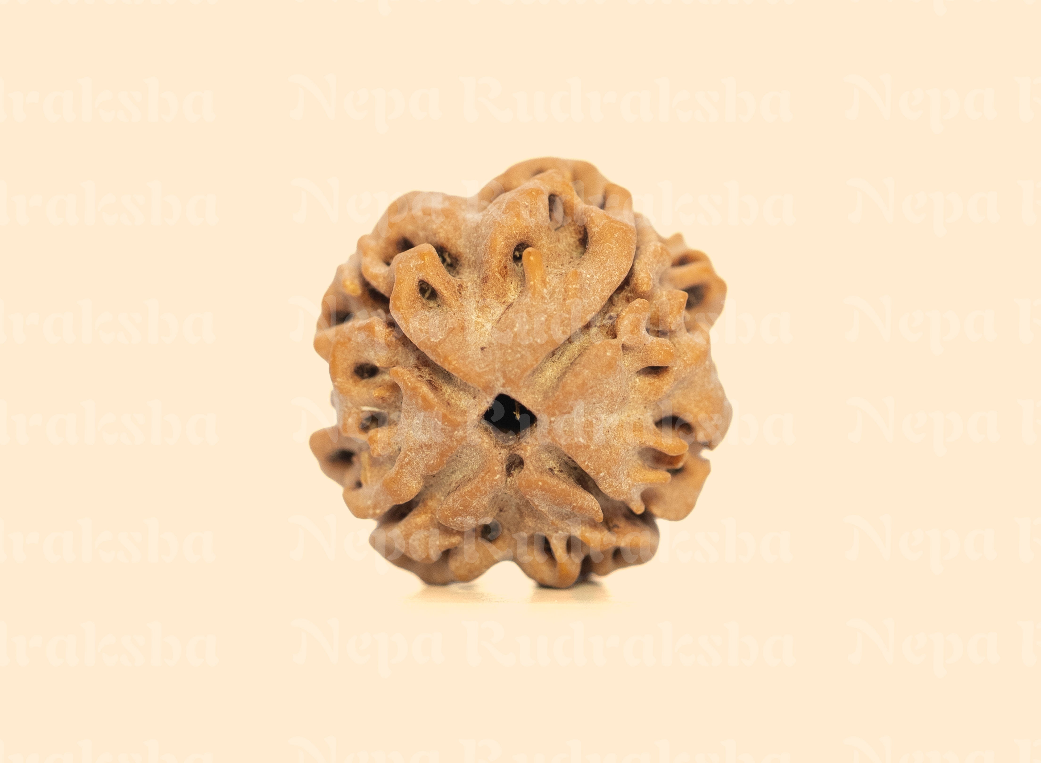 4 Mukhi (Regular) Rudraksha
