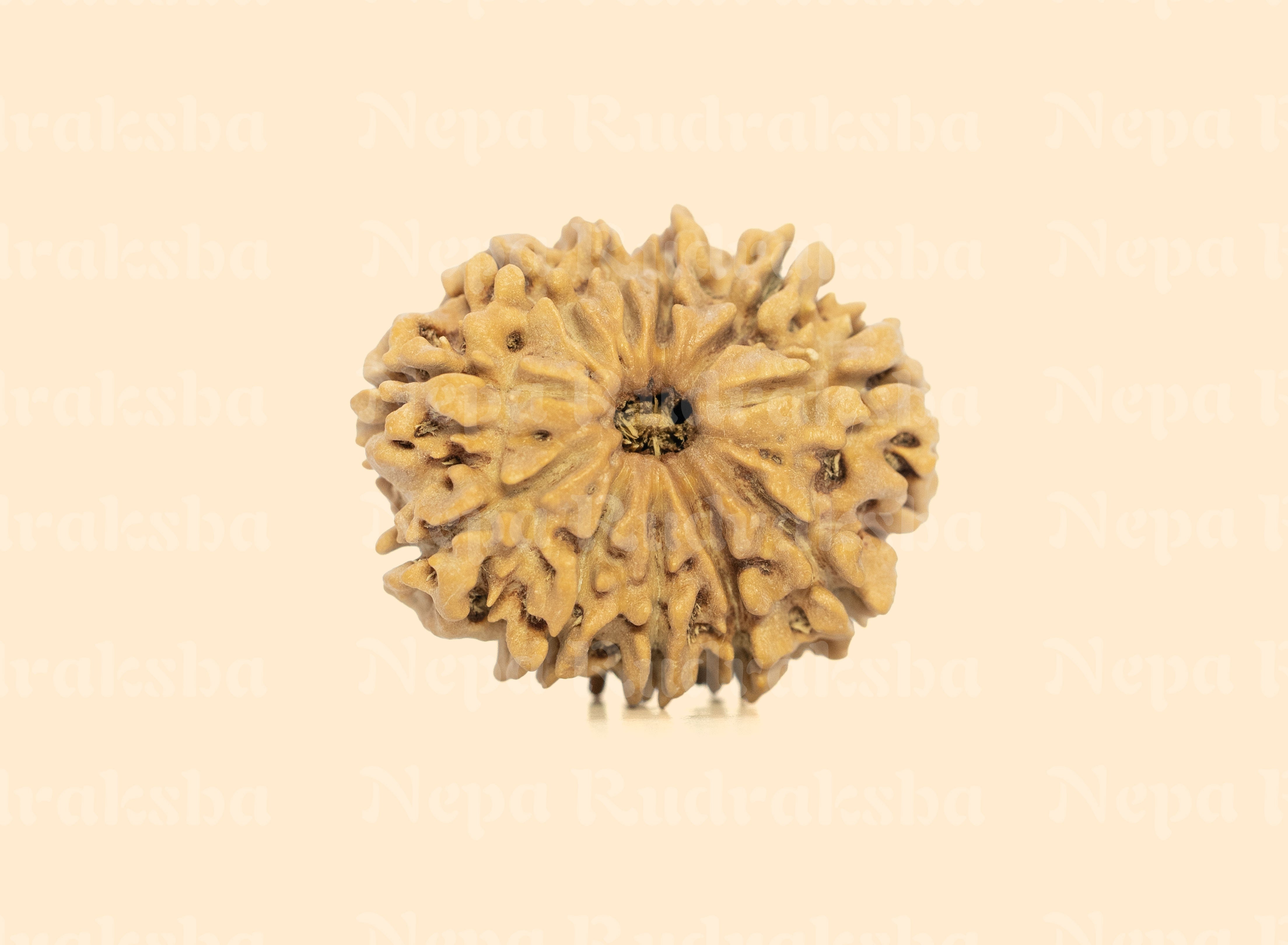11 Mukhi (Medium) Rudraksha