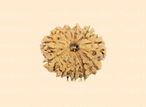 11 Mukhi (Medium) Rudraksha