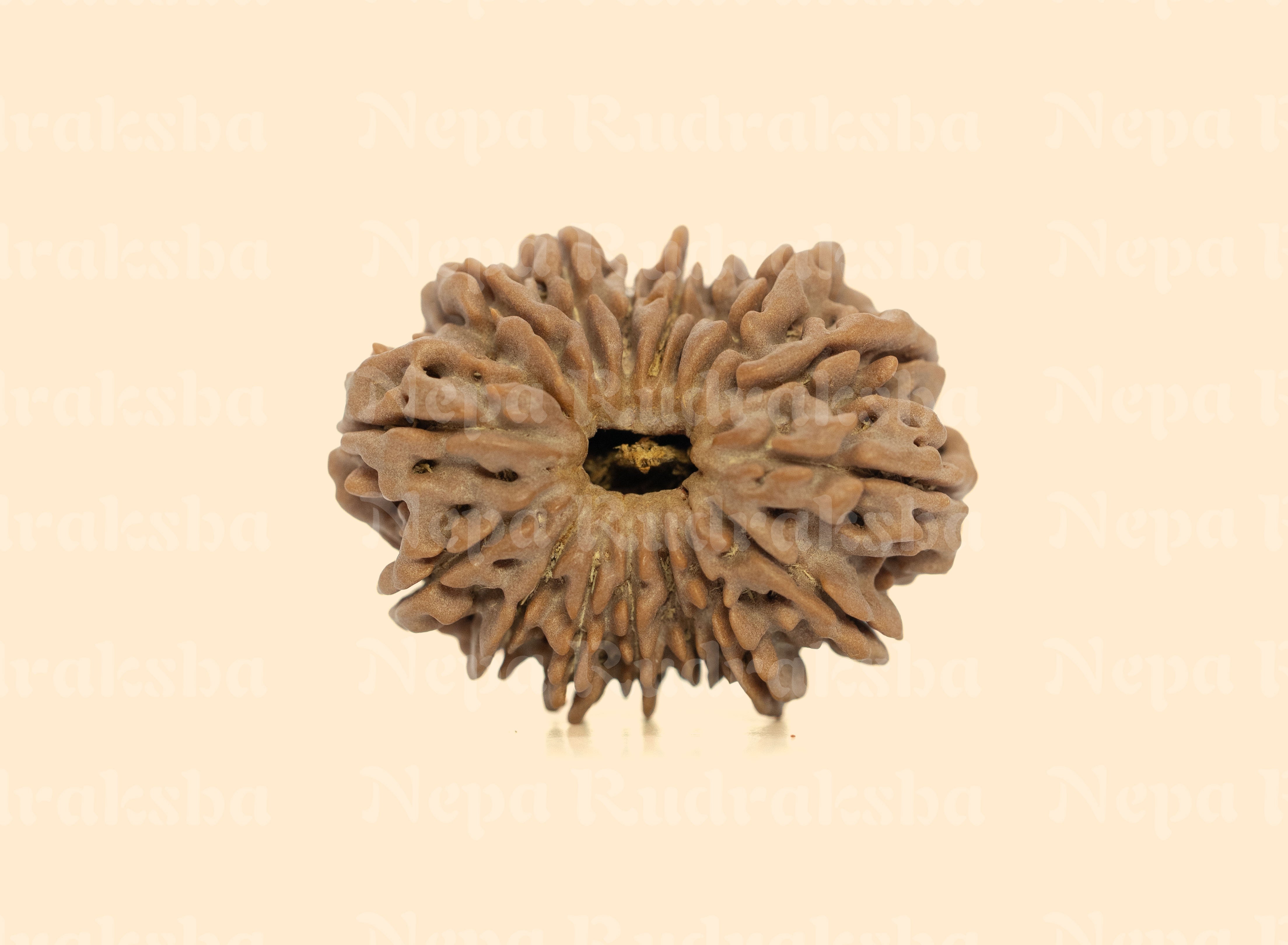 16 Mukhi (Super Collector) Rudraksha