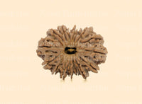 16 Mukhi (Super Collector) Rudraksha