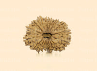 17 Mukhi (Medium) Rudraksha