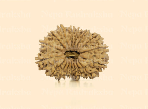 17 Mukhi (Medium) Rudraksha